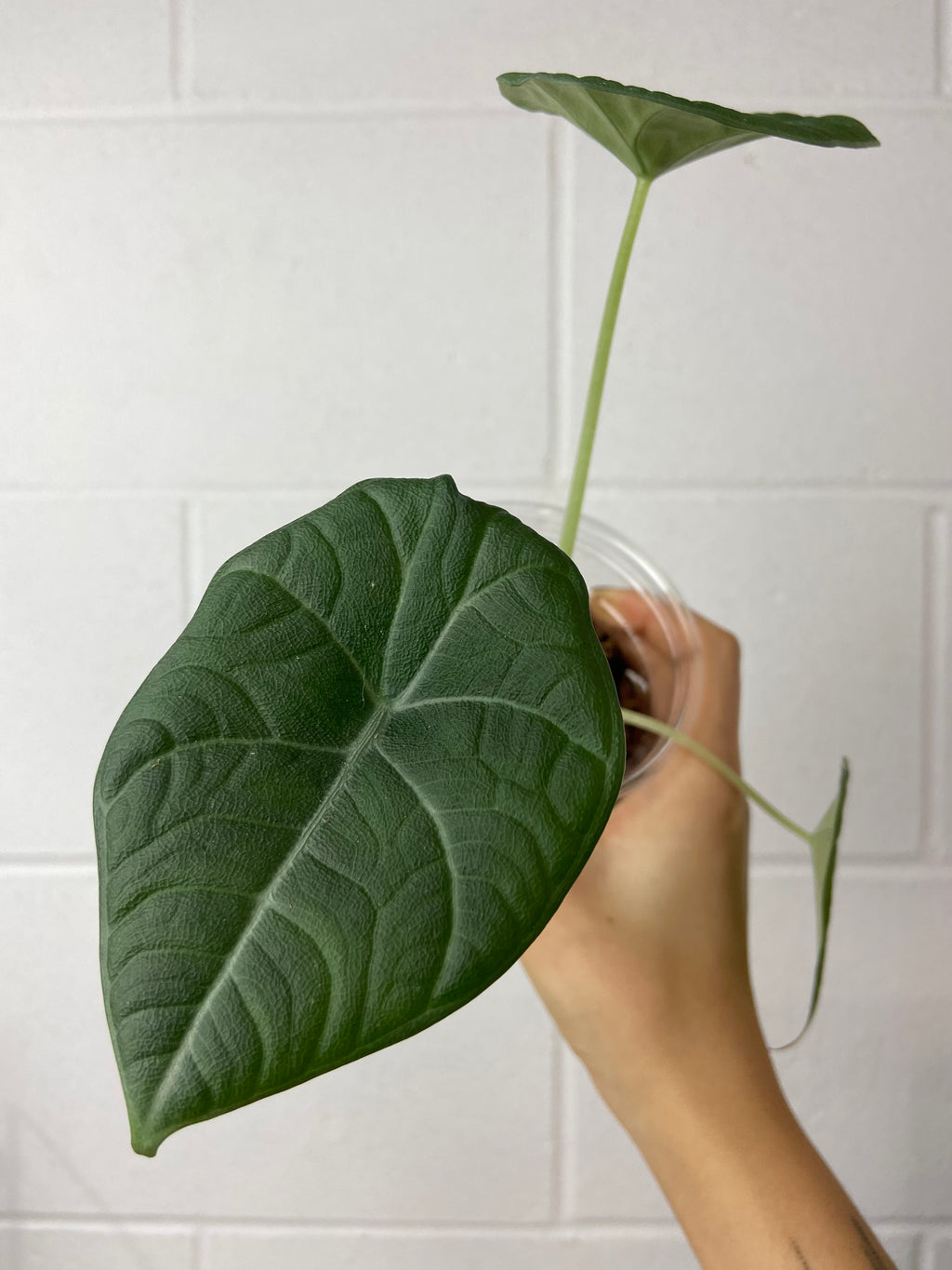 B89-0053- Alocasia maharani