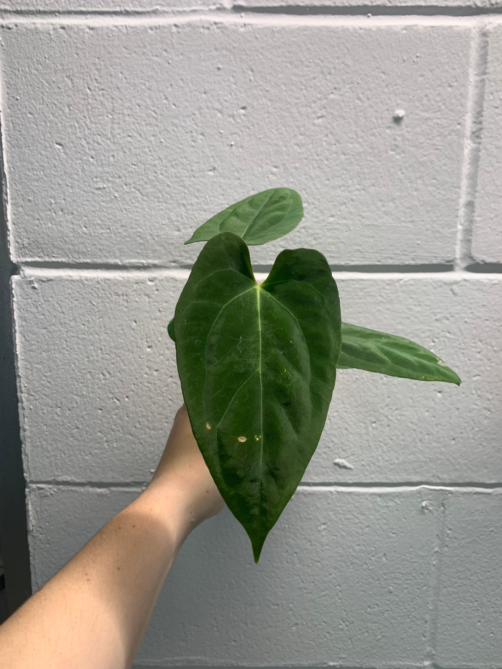 B34- 3844- Anthurium indo dressleri x papillilaminum