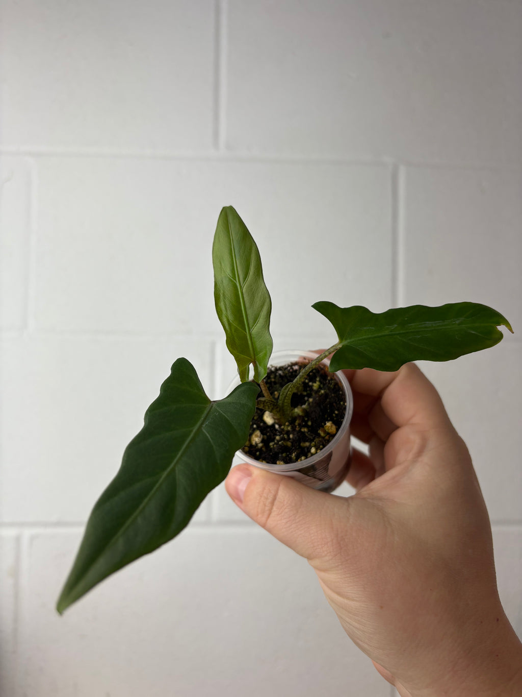 B86-1497- alocasia lauterbachiana