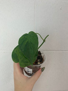 B27-4164- philodendron hederaceum variegated - mid cut