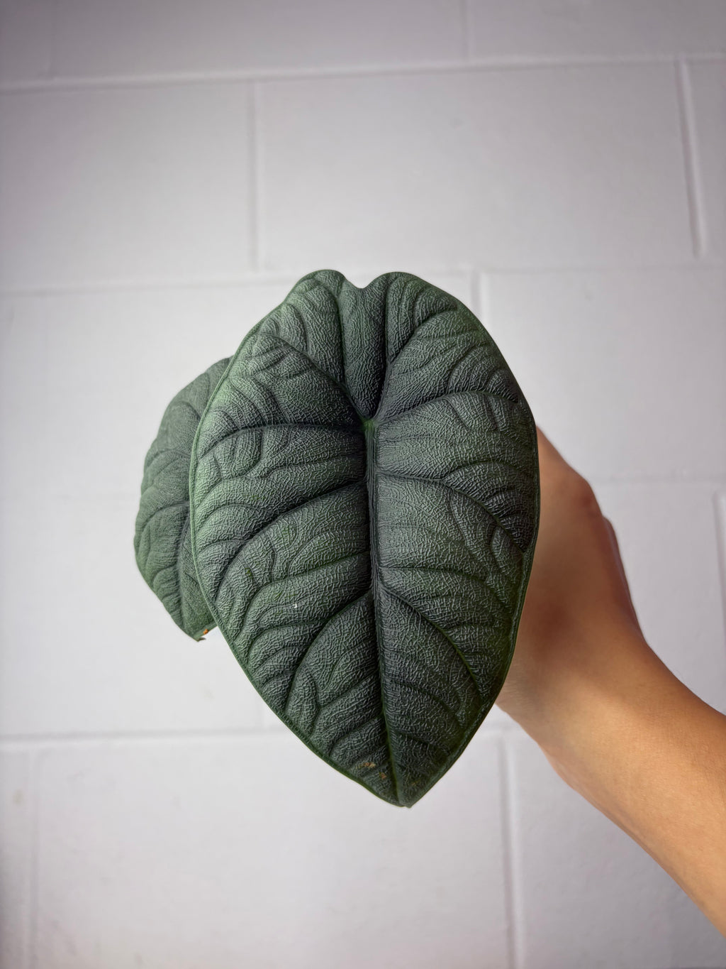 B38-1195-alocasia melo