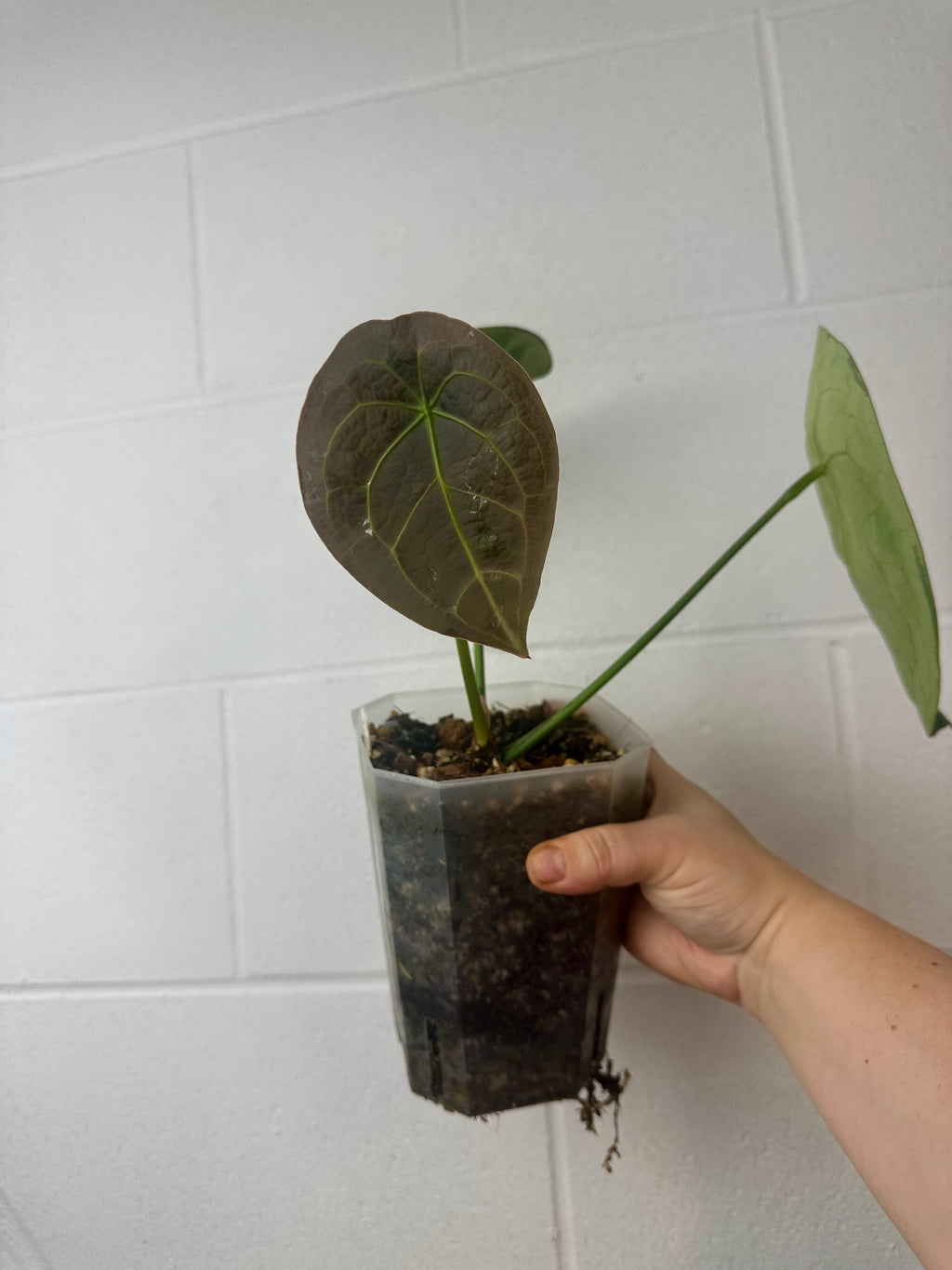 B53-0626- anthurium forgetii