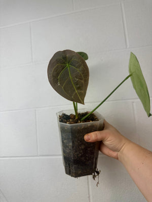 B53-0626- anthurium forgetii