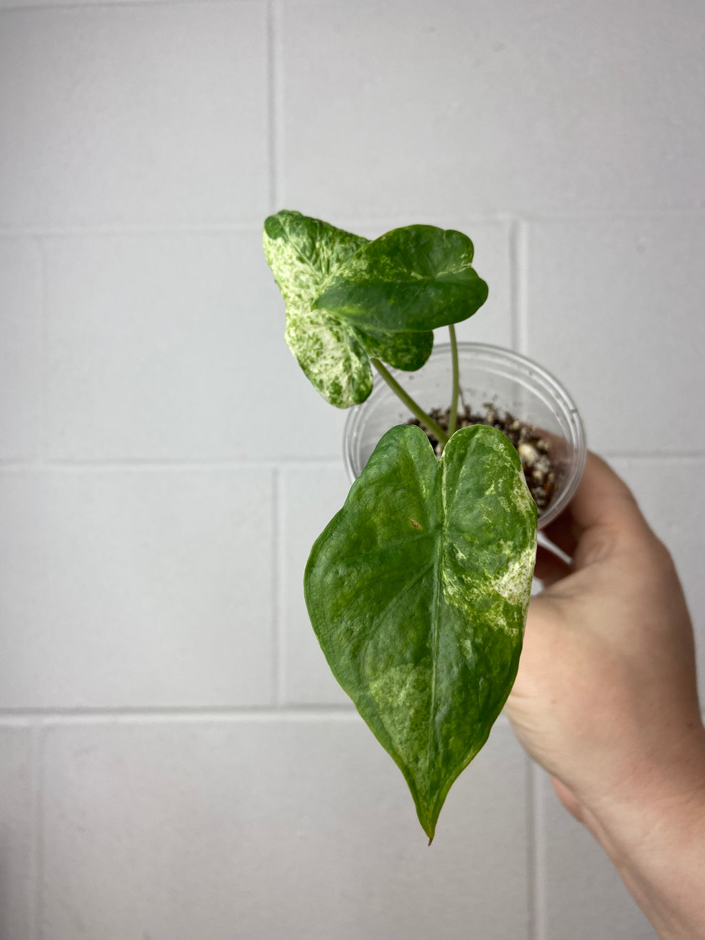 B84-6641-alocasia odora ‘batik’