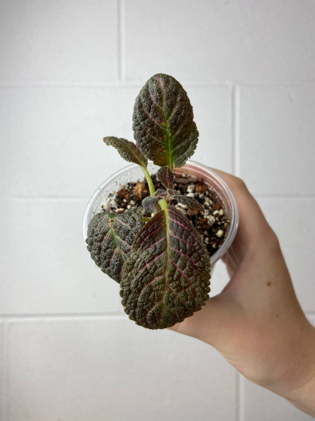 B2-9263- episcia cupreata