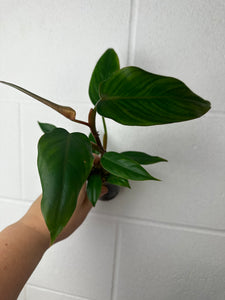 B63-3693- philodendron mexicanum