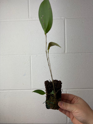 B61-1295- lepanthes tiaguei