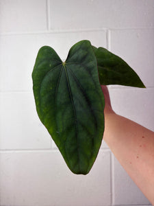 B60-1279-anthurium dressleri