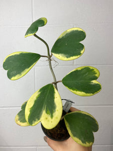 B77-0851-Hoya kerrii variegated