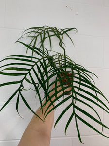 B86- 0003- philodendron tortum