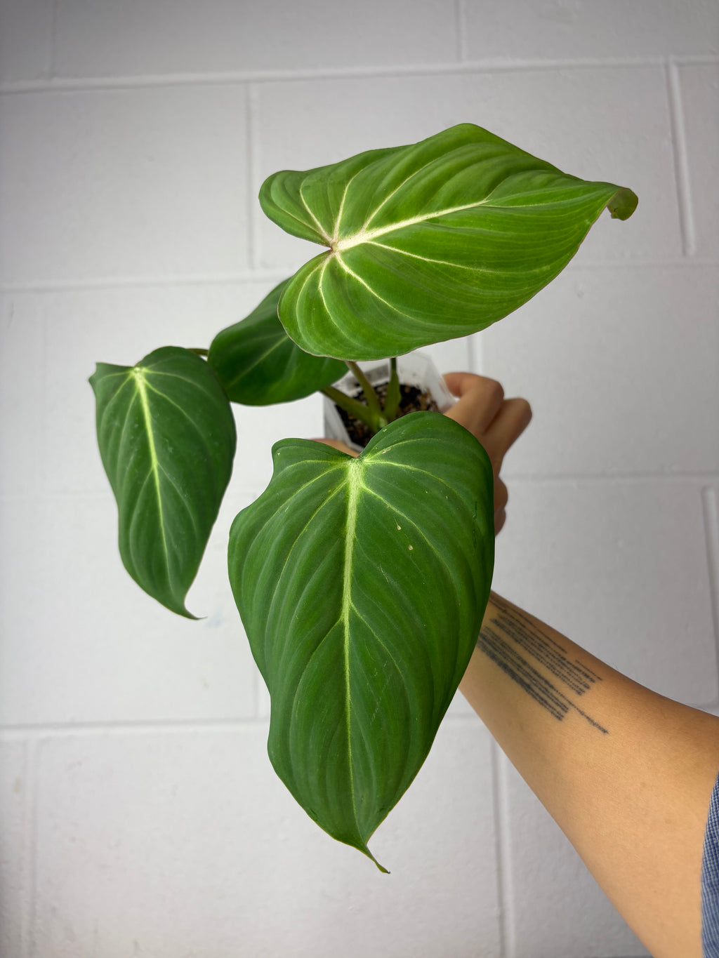 B52-1145- philodendron Gloriosum