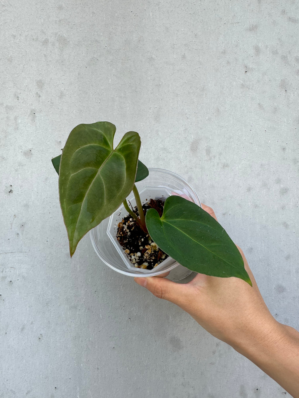 Anthurium King of Spades - 11 (B)