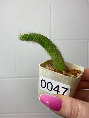 B90-0047-Cleistocactus colademononis (monkey tail cactus)