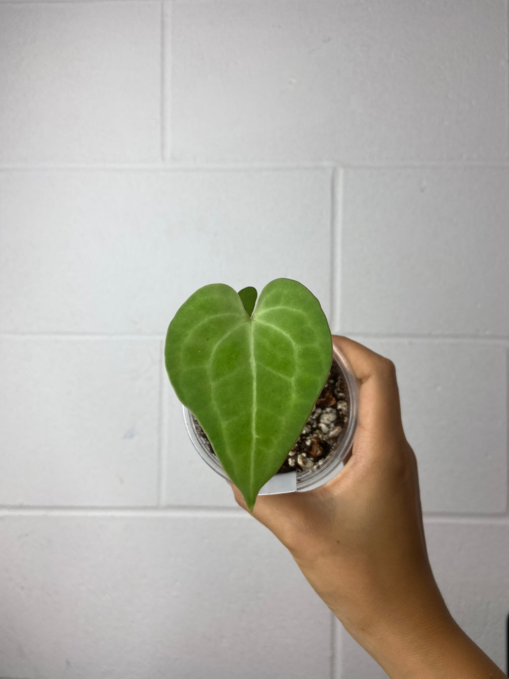 B4-9422- anthurium clarinervium x self