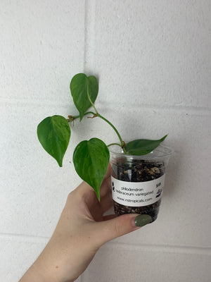 B24-4167- philodendron hederaceum variegated - mid cut