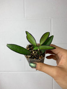 B86-9051- Hoya wayetii