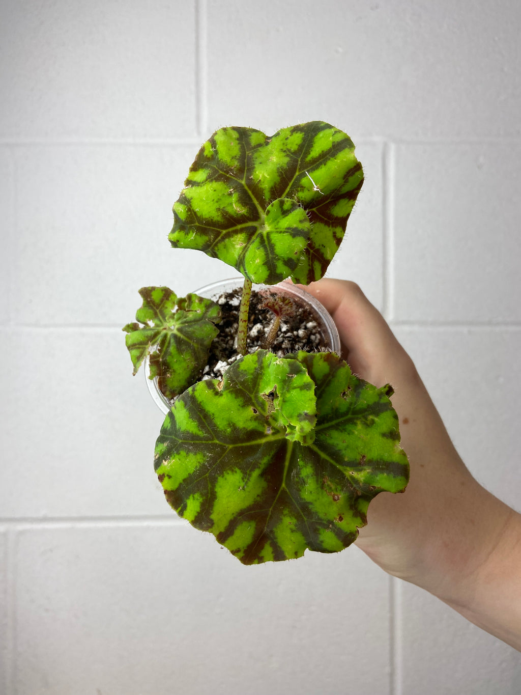B2-9259- begonia Rex ‘zumba’