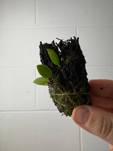 B58-1245- lepanthes caloura