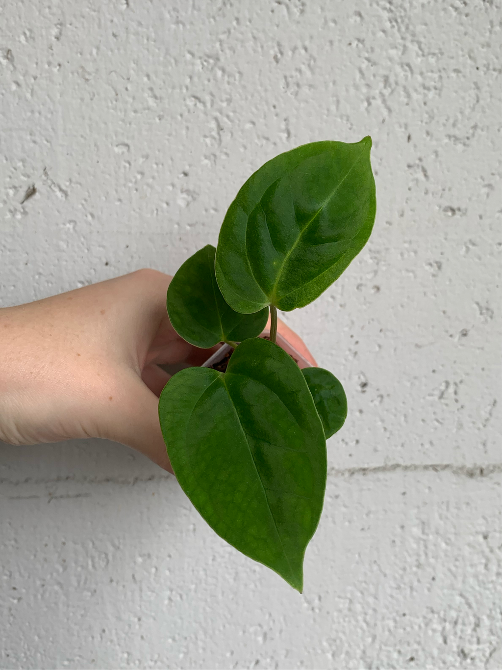 Anthurium magnificum x papillilaminum GY - 3288 (B38)