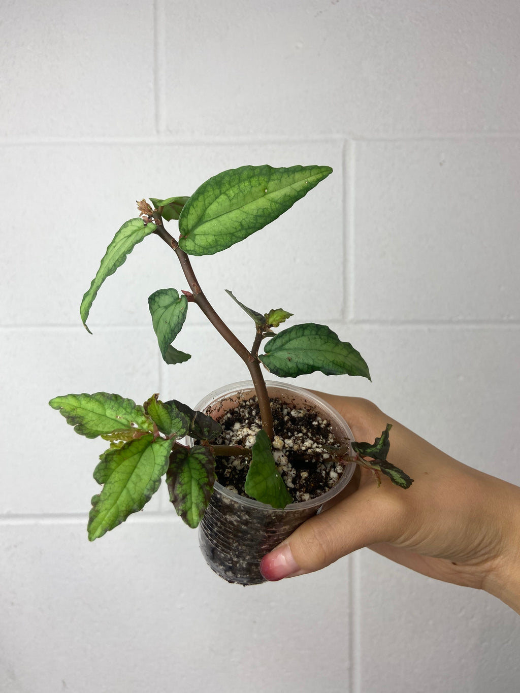 B54-6271- pellonia repens