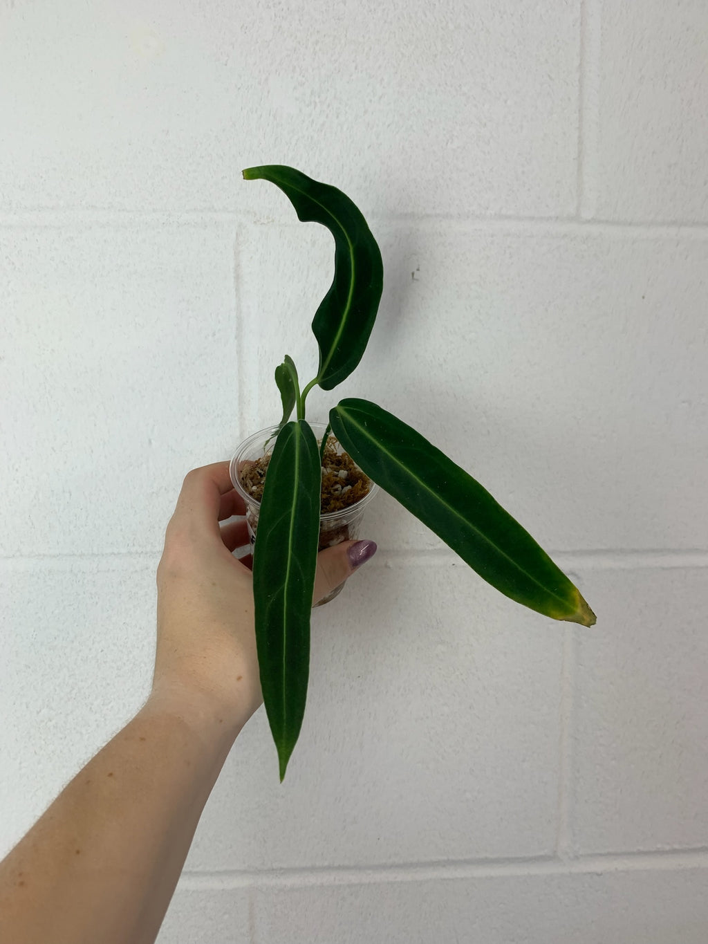 B61-3640- anthurium warocqueanum