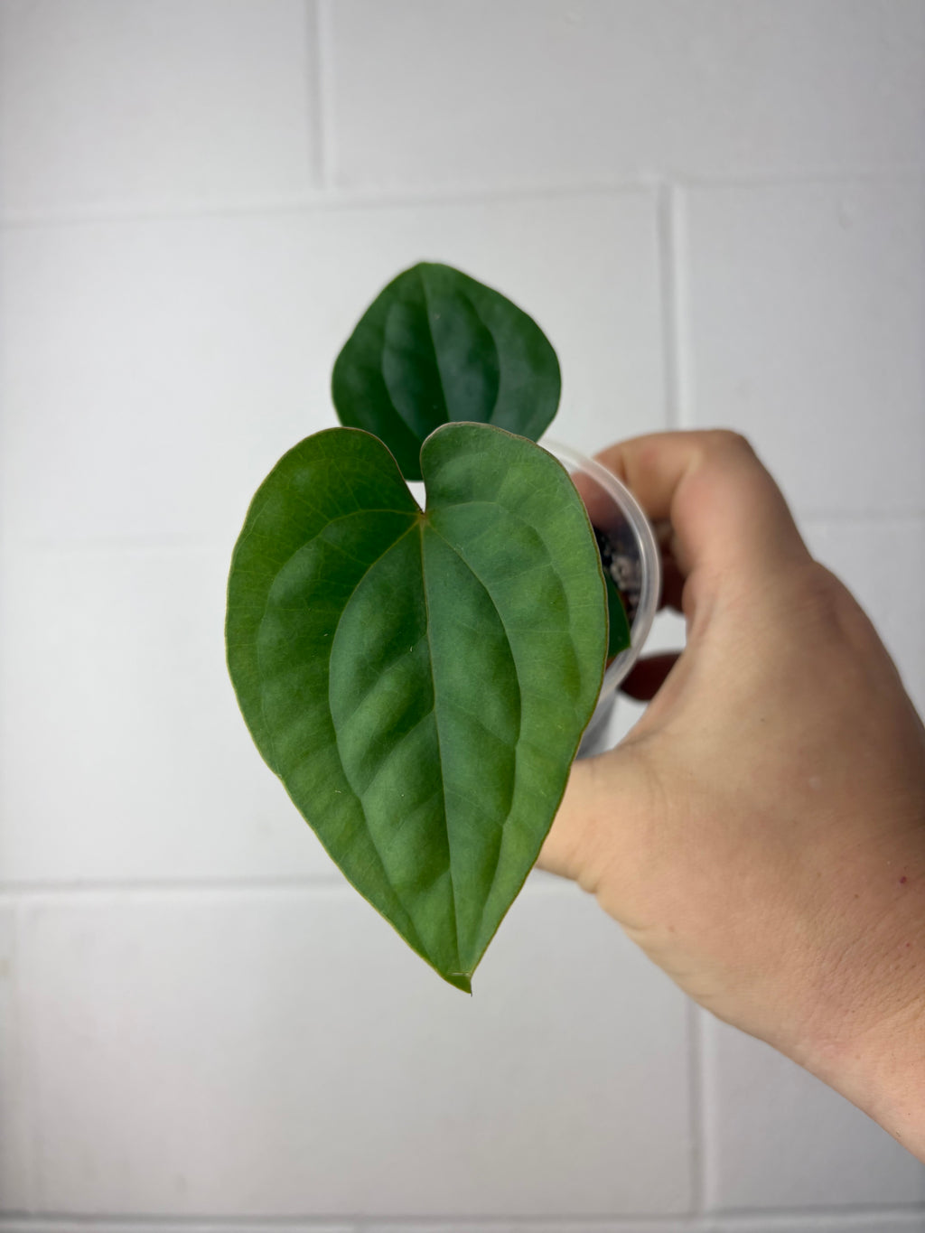 B57-1210- anthurium papillilaminum GY x luxurians