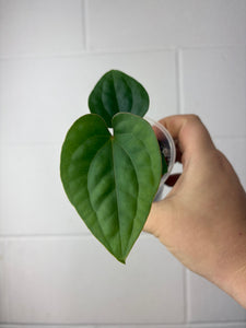 B57-1210- anthurium papillilaminum GY x luxurians