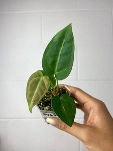 B7-9467- anthurium forgetii x SKG silver