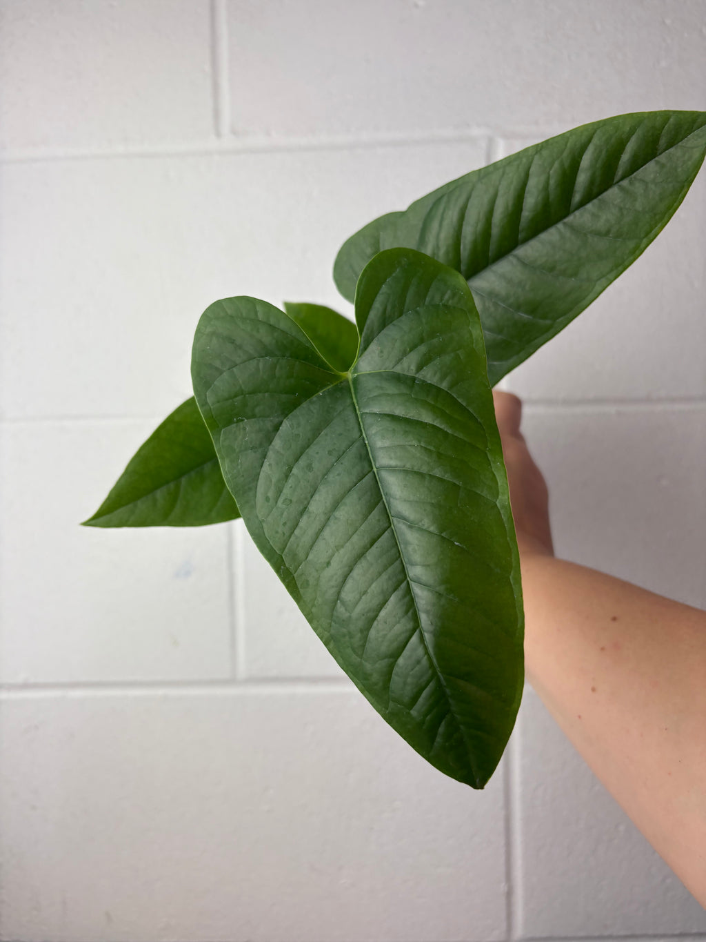 B61-1293-anthurium sp condor