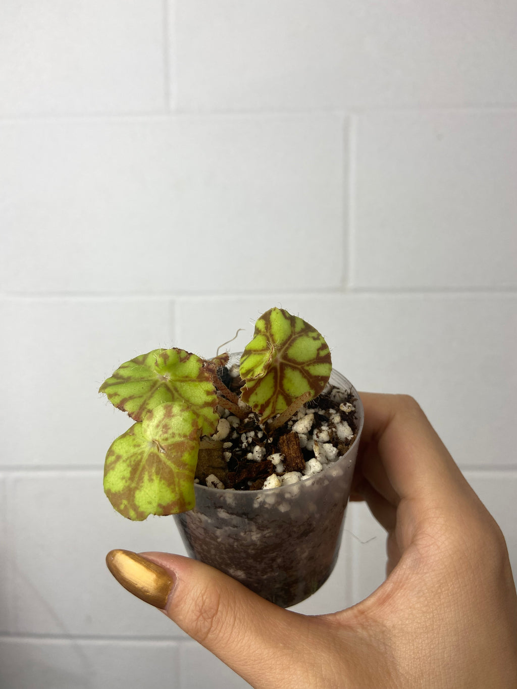 B17-5006- begonia Rex ‘Zumba’