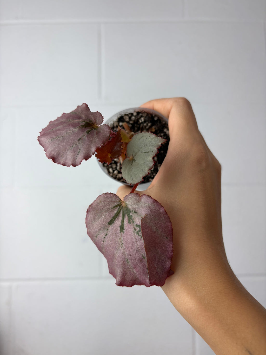 B92–1561- begonia ‘Martin’s mystery’