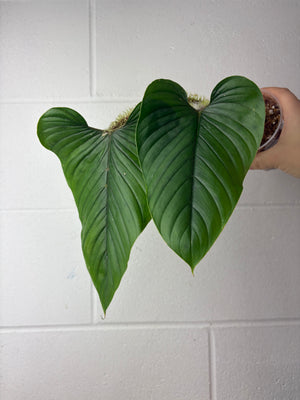 B64-1348- philodendron serpens