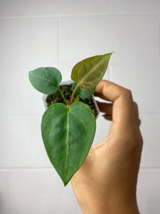 B7-9464- anthurium forgetii x SKG silver