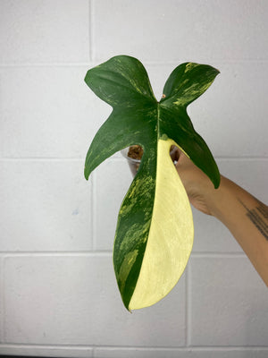 B16-9524- philodendron Florida beauty - mid cut