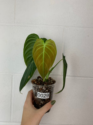 B88- 0029- philodendron melanochrysum