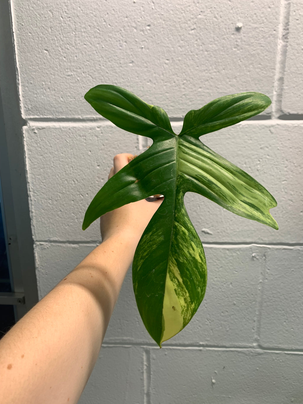 B34-0251- philodendron Florida beauty - mid cut