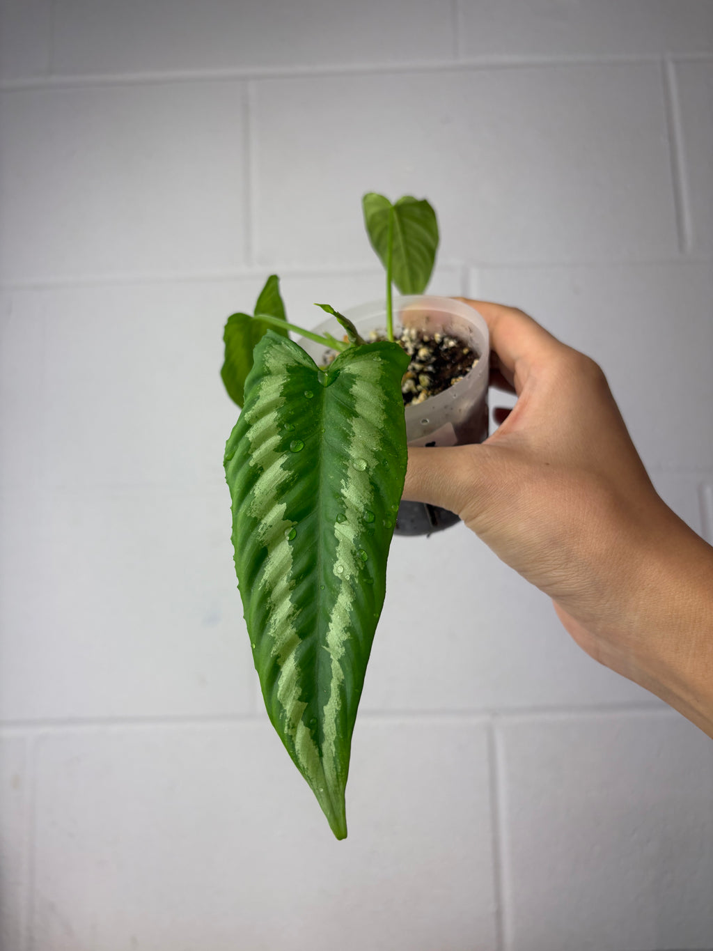 B47-1078- schismatoglottis wallichii