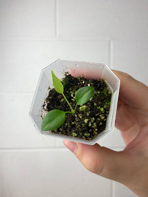 B3-9293- anthurium pallidiflorum seedling