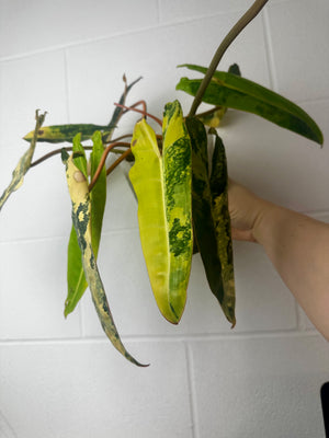 B53-0624- philodendron billietiae variegated