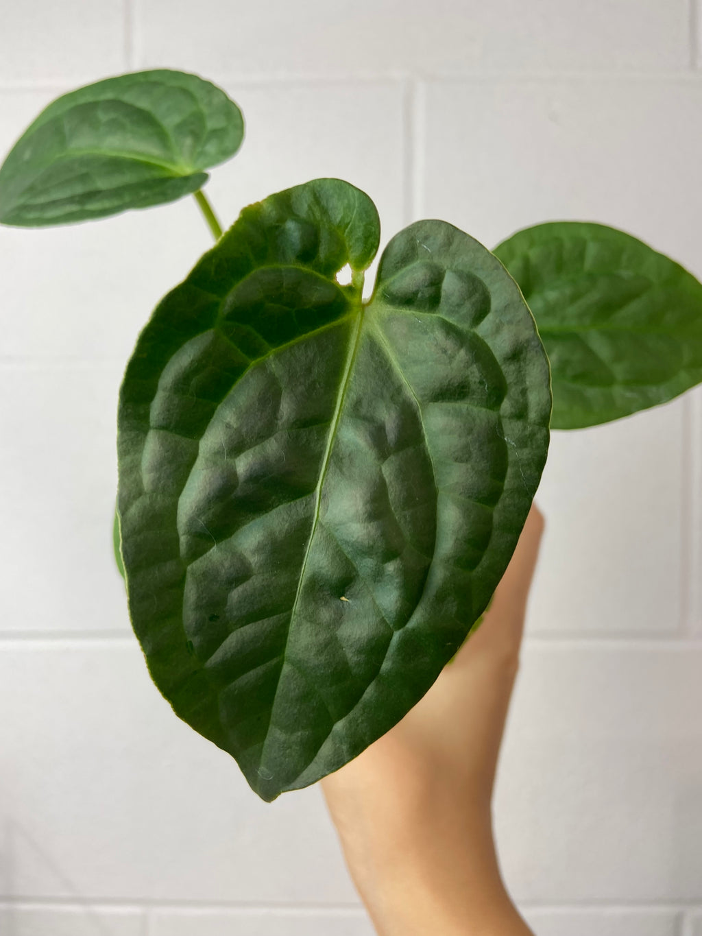 B92-3323- Anthurium Crystal Hope x luxurians