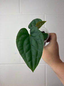 B62-1316- anthurium papillilaminum GY x luxurians