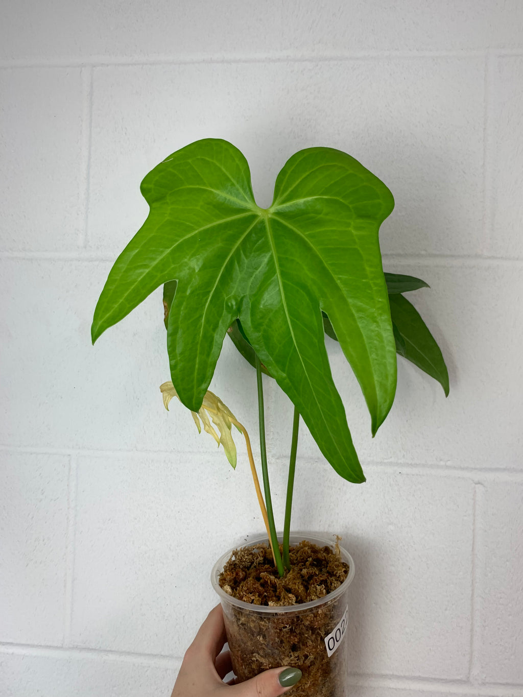 B87- 0022-anthurium pedatoradiatum