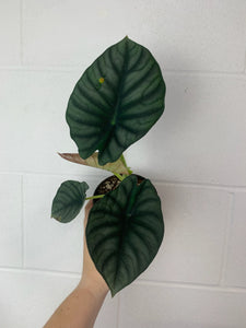 B59-3574- alocasia nebula imperialis