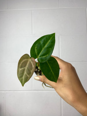 B7-9465- anthurium forgetii x SKG silver