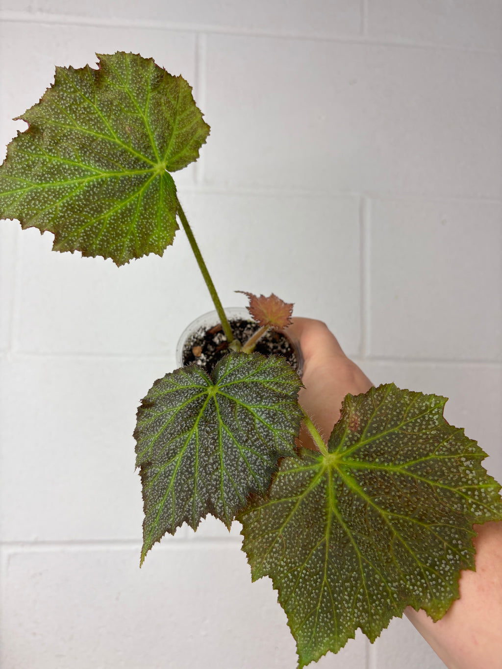 B90-1529- begonia speculata