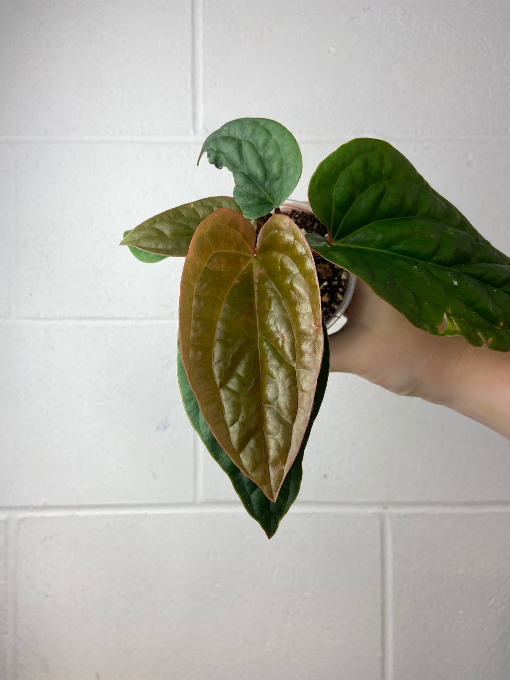 B2-9261- anthurium radicans x luxurians