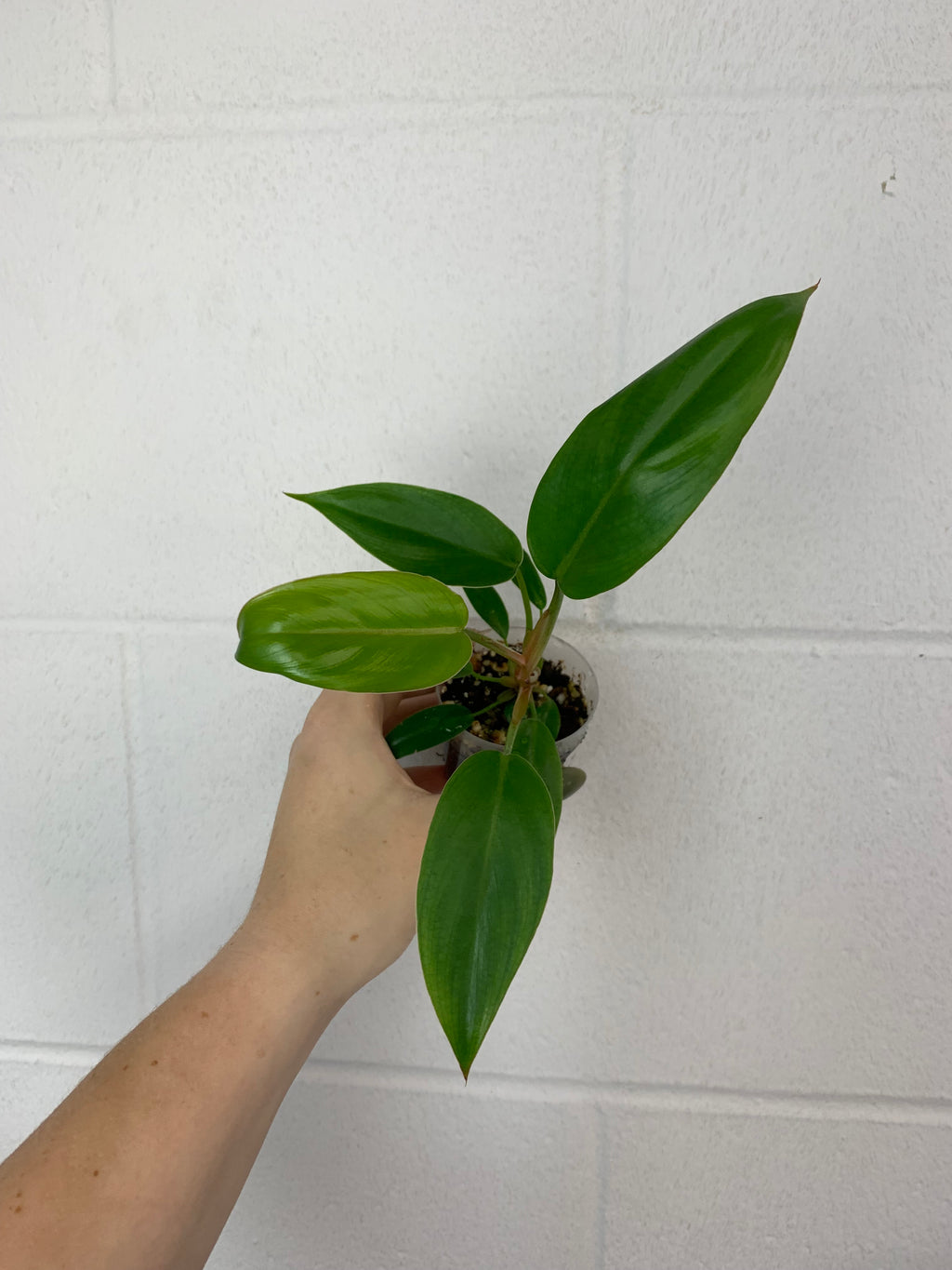 B79- 3903- philodendron mexicanum