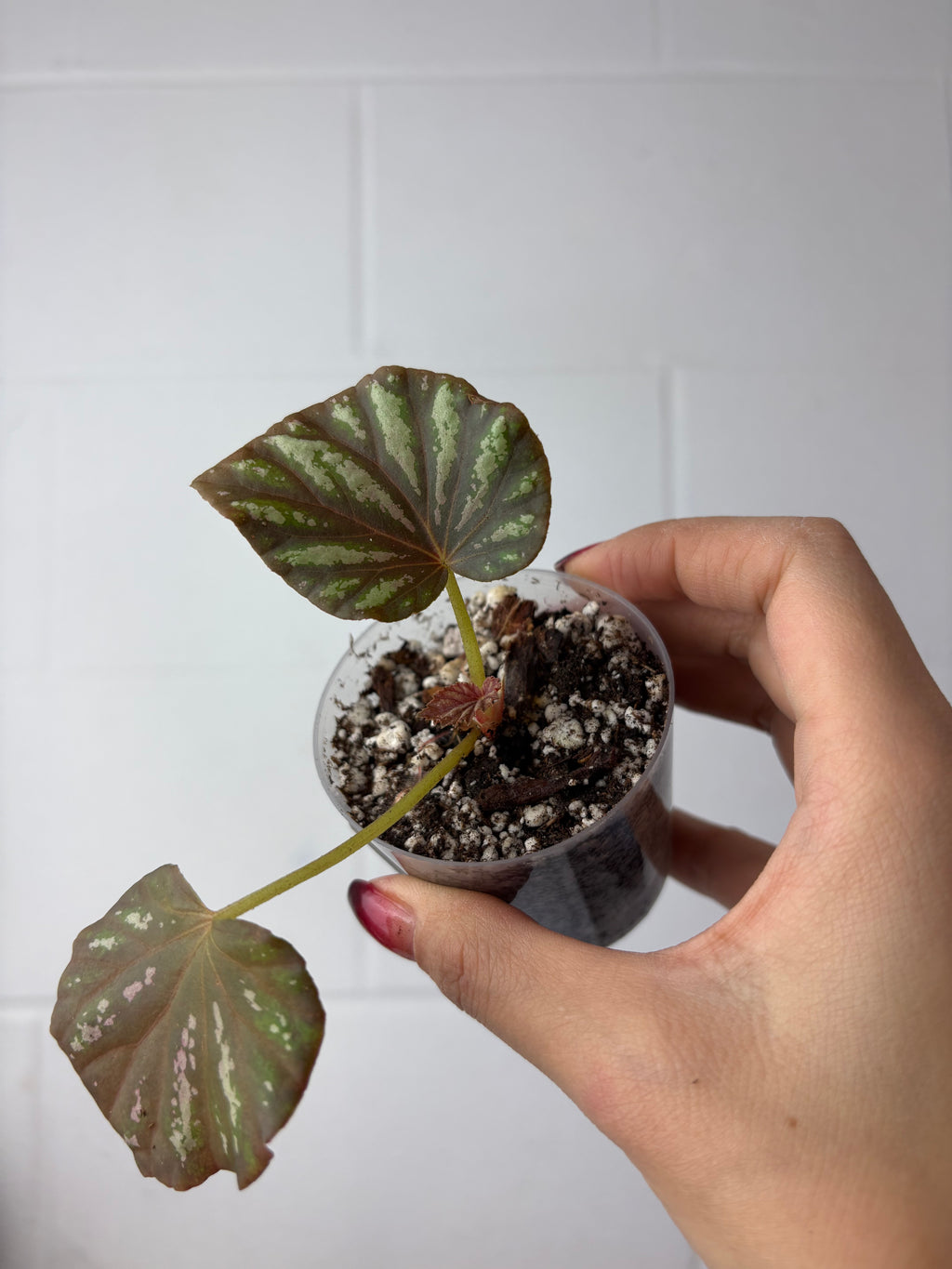 B91-1550-begonia ‘candy stripes’