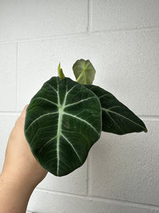 B19-6027-alocasia black velvet