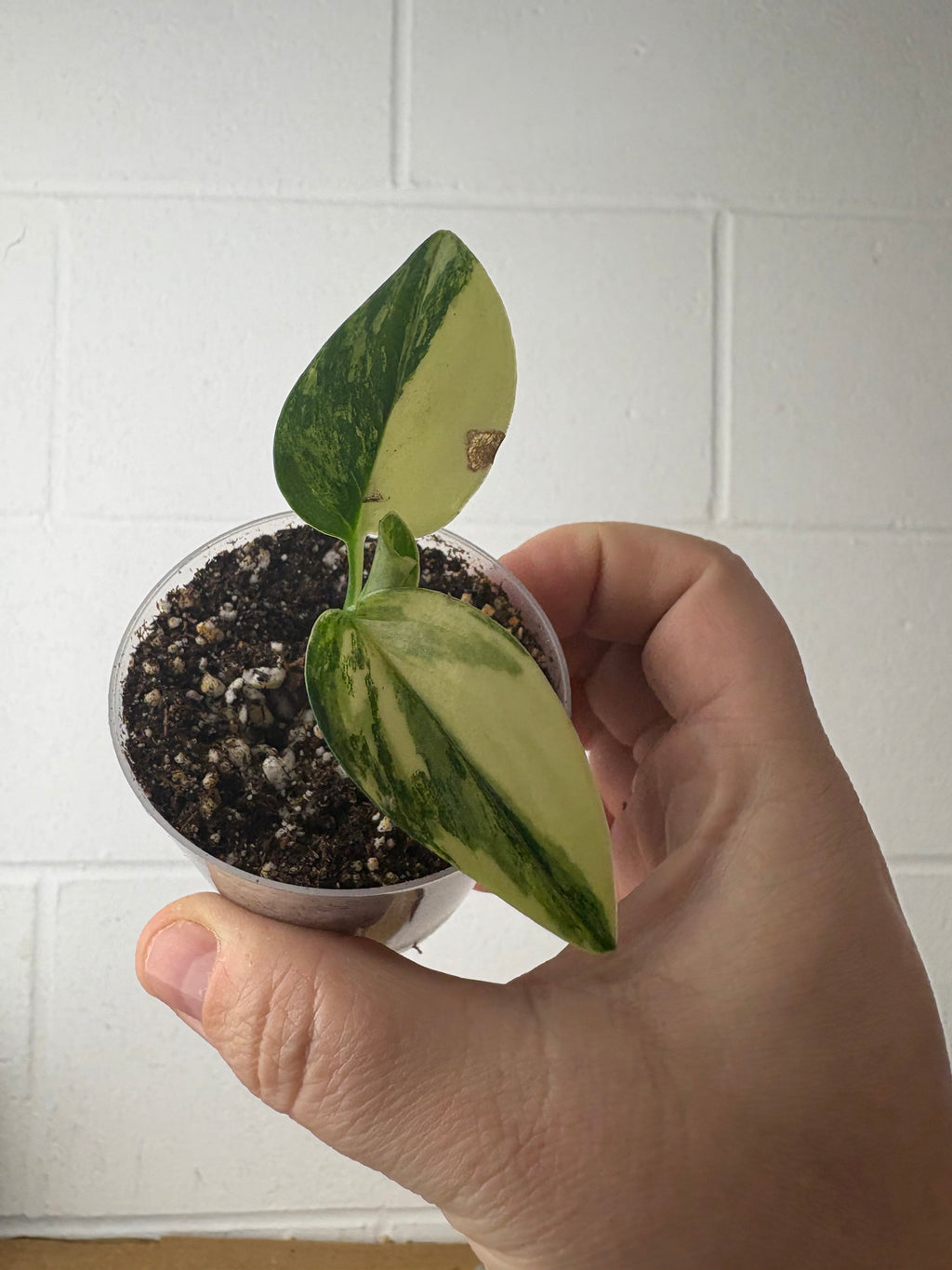 B87-1476- monstera standleyana aurea